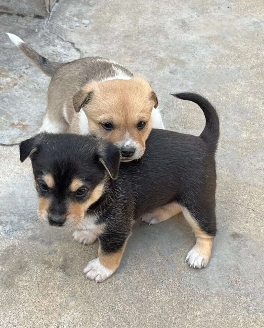 遇见小美好  我在乡下邻居家遇到的两只小土狗9595!