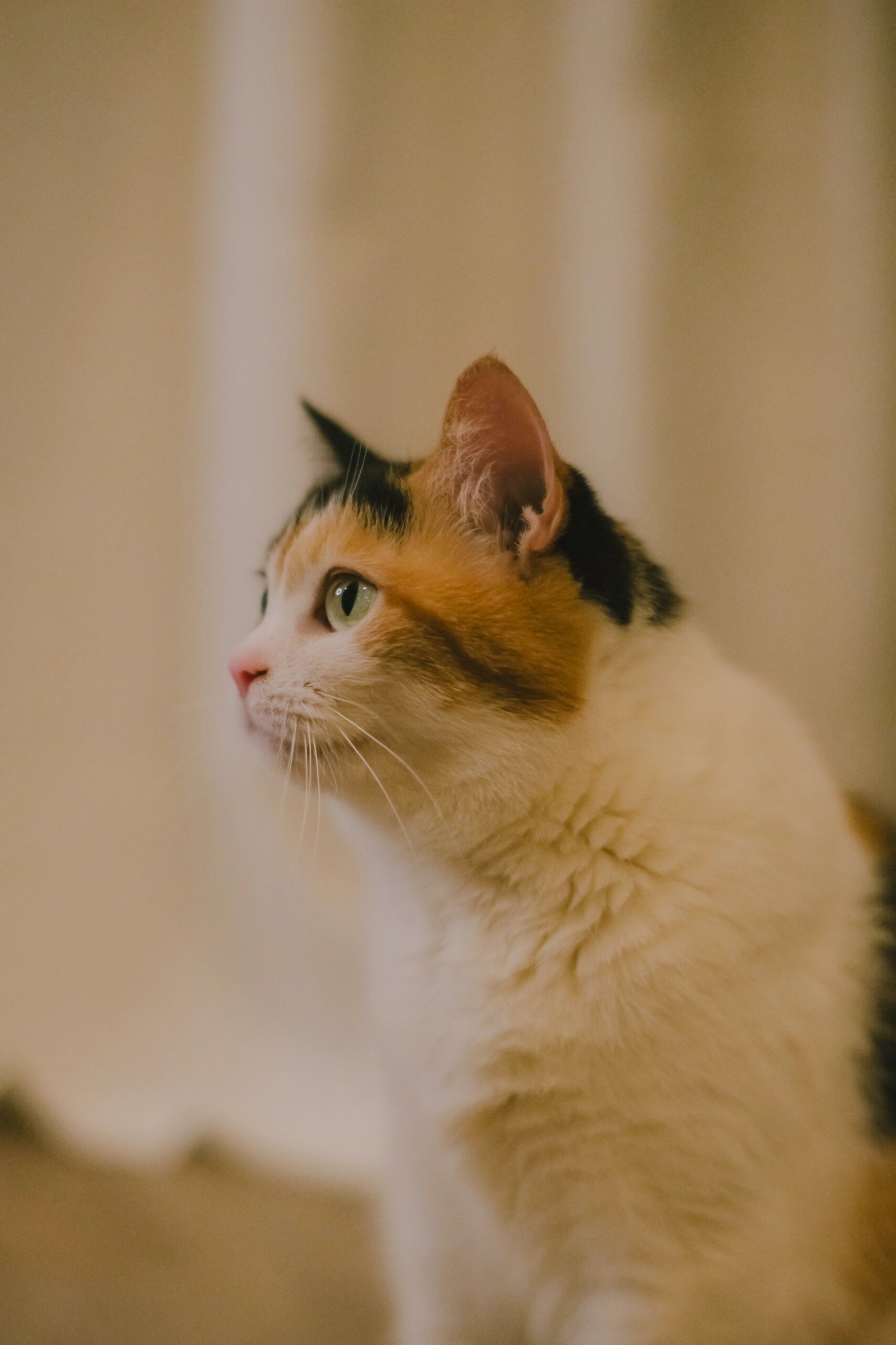 好漂亮猫咪  每次去爷爷家,我都忍不住要给它拍好多好多好看的照片