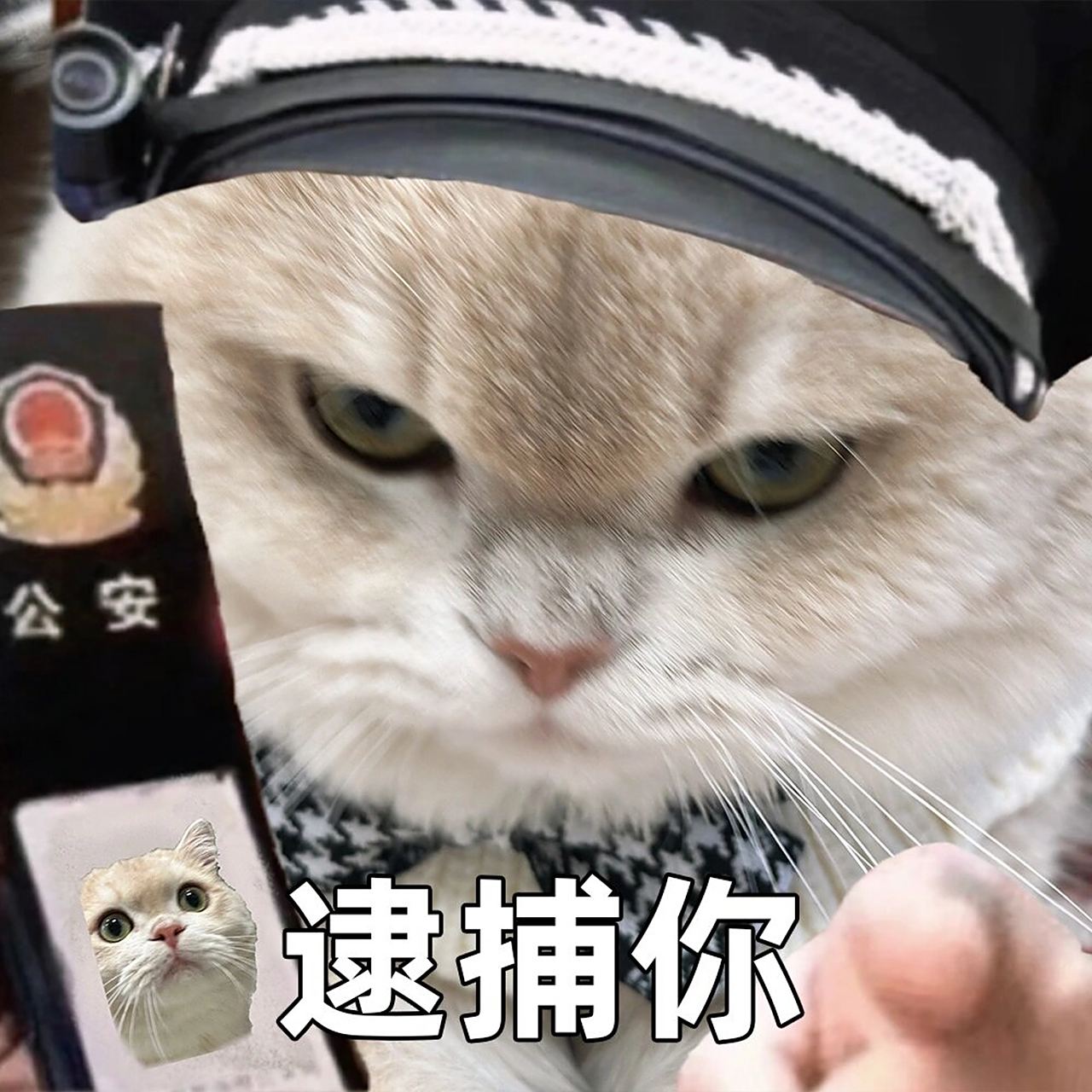 🎉 我现在可是有了专属表情包,马上就要正式开始营业啦,预备备,喵星