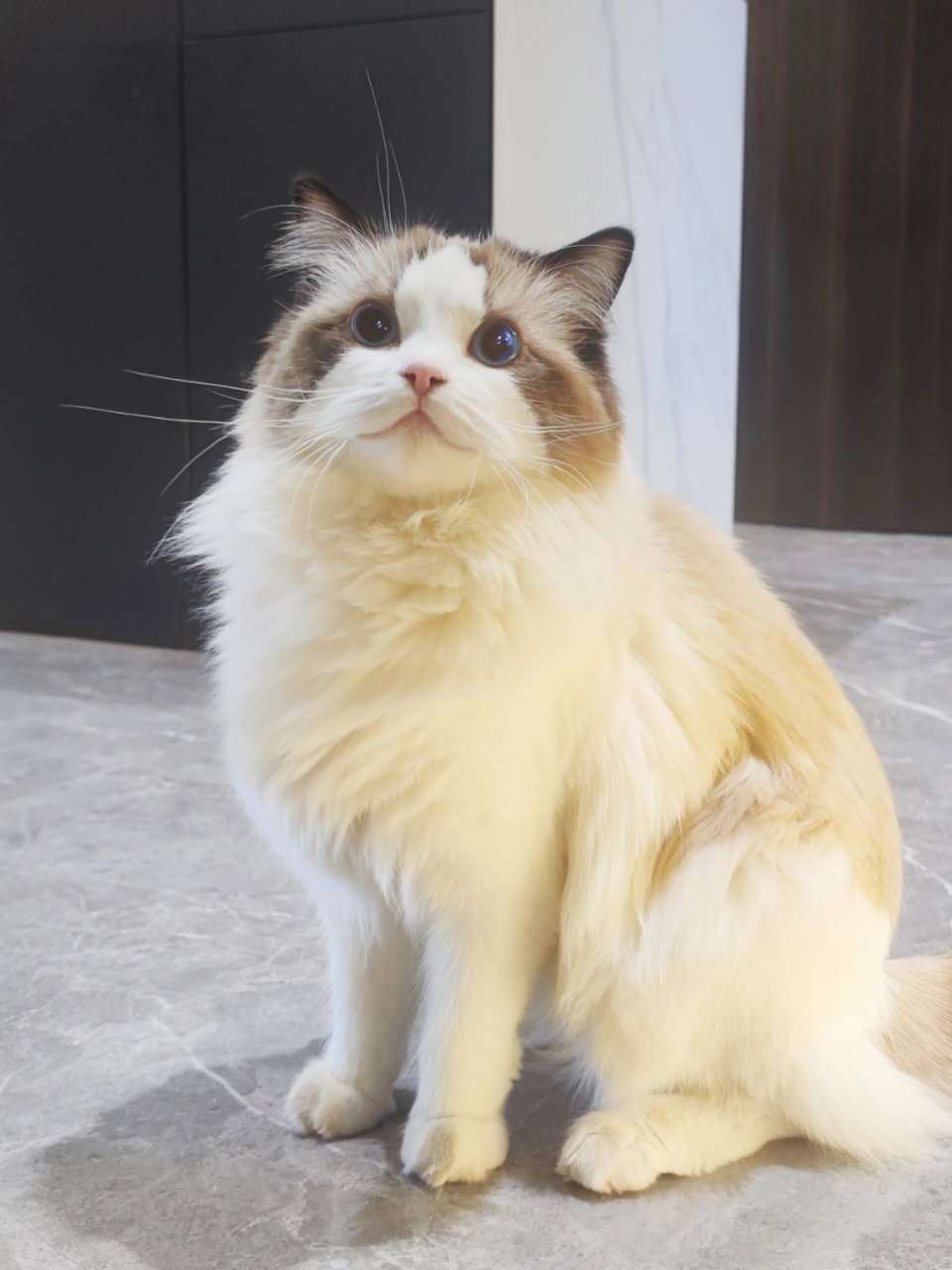 有一种"笑脸猫"需要注意啦  只小家伙有着让人无法抗拒的魅力,它会用