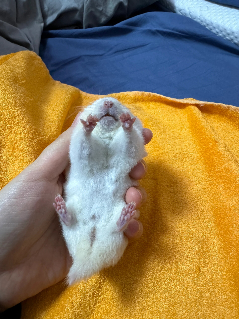 我的鼠鼠居然冻晕了😱!