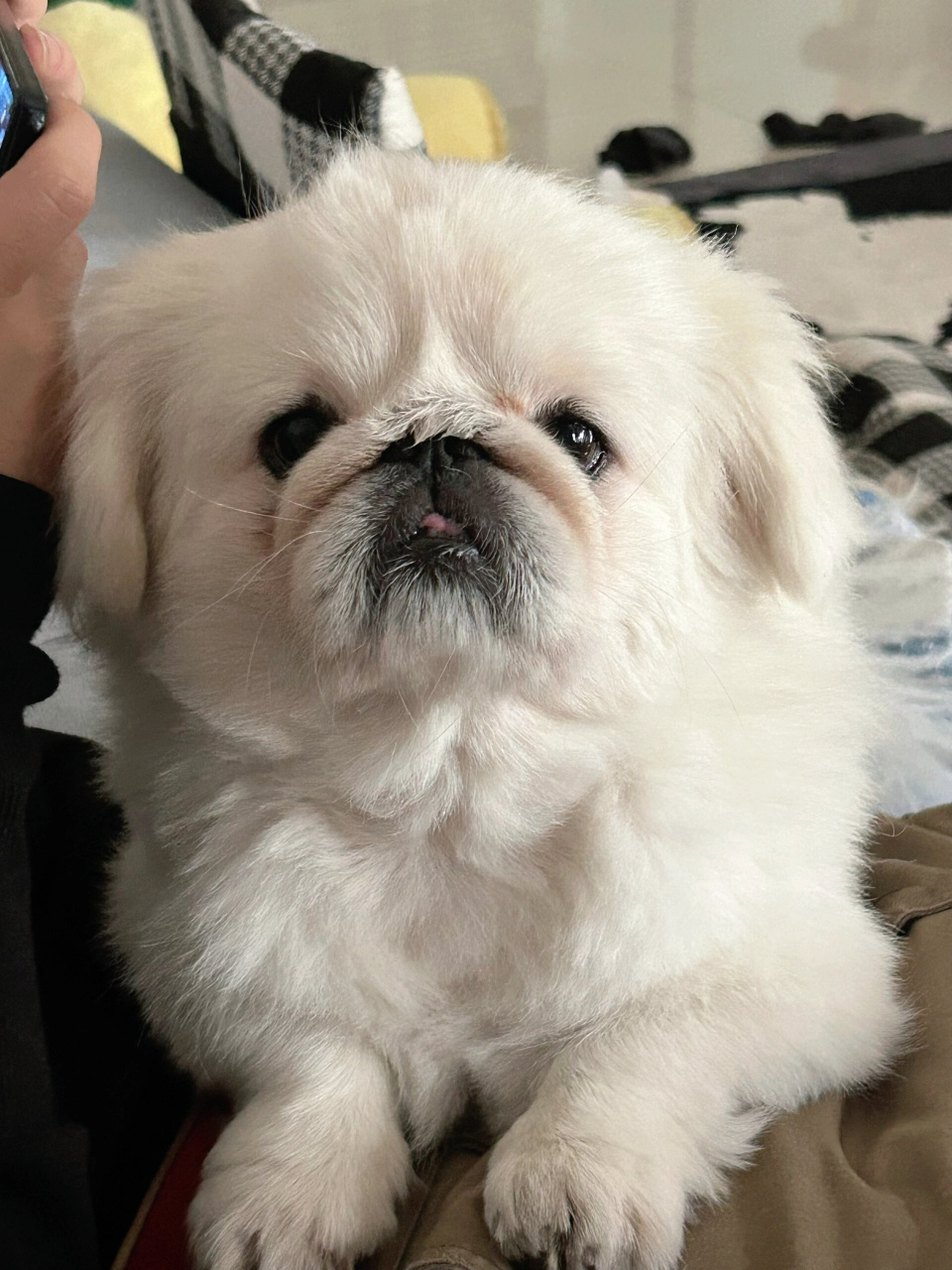 《我的可爱京巴狗狗——毛毛》  毛毛的嘴巴嘟嘟的