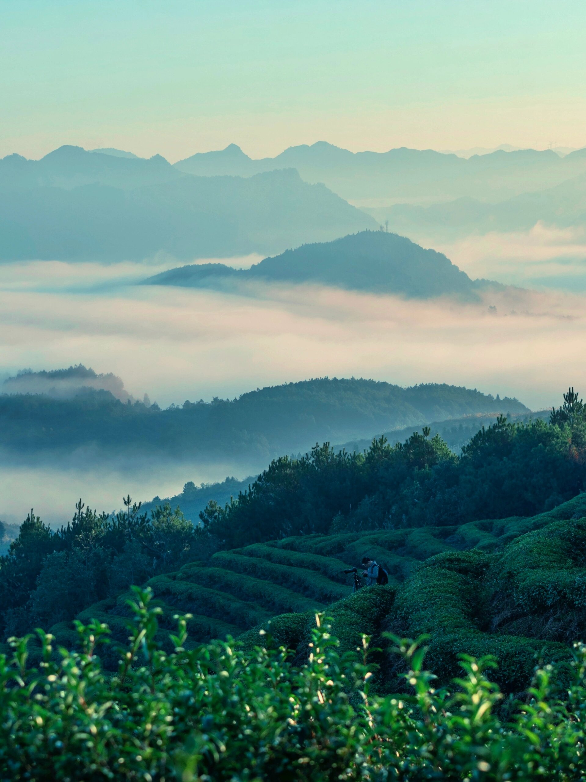 春日里的丹寨茶园研学之旅  一年之计在于春,不负春日好时光.