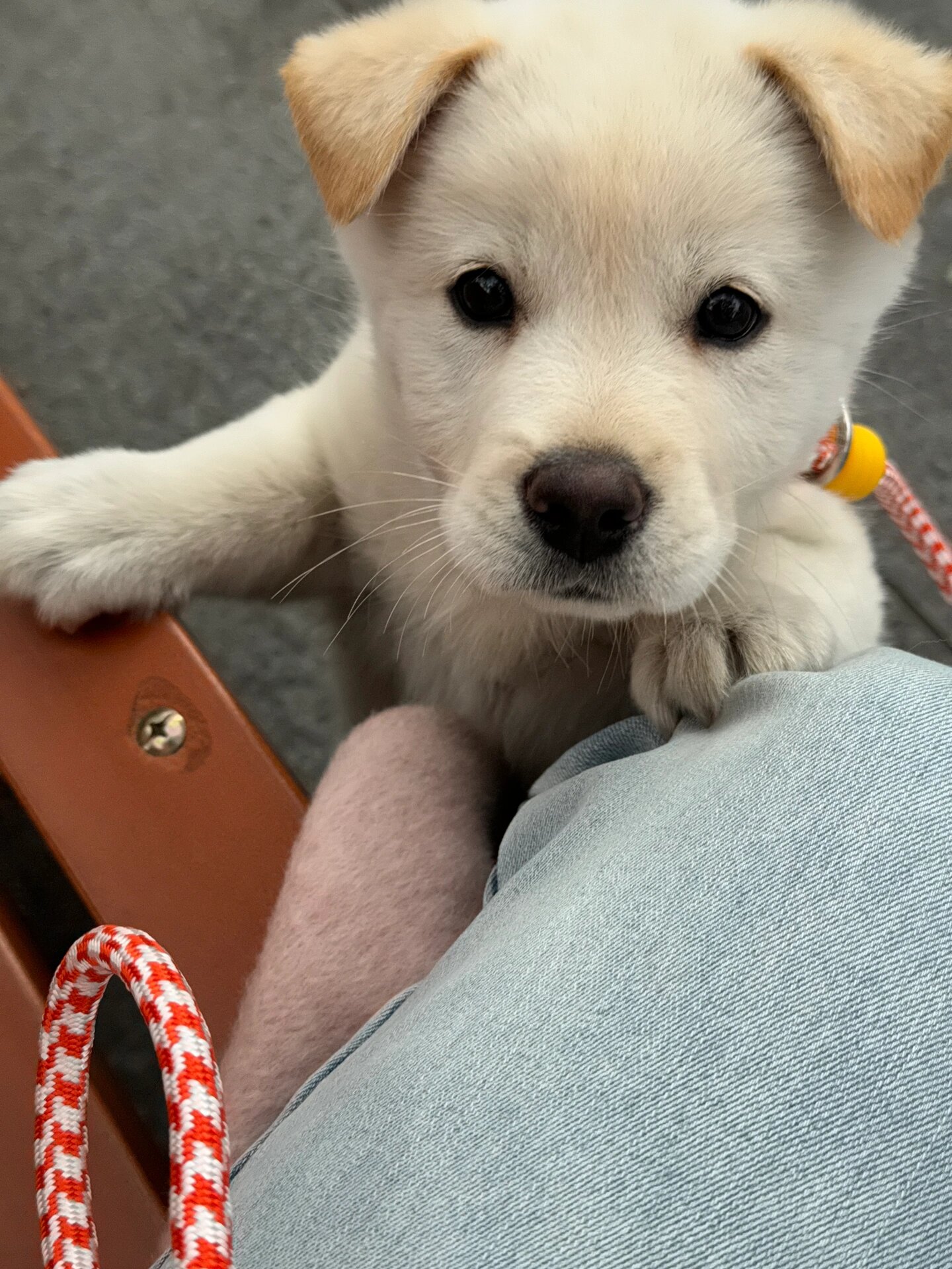 每次去他家,都能看到这只小可爱用尽各种办法来讨主人欢心.