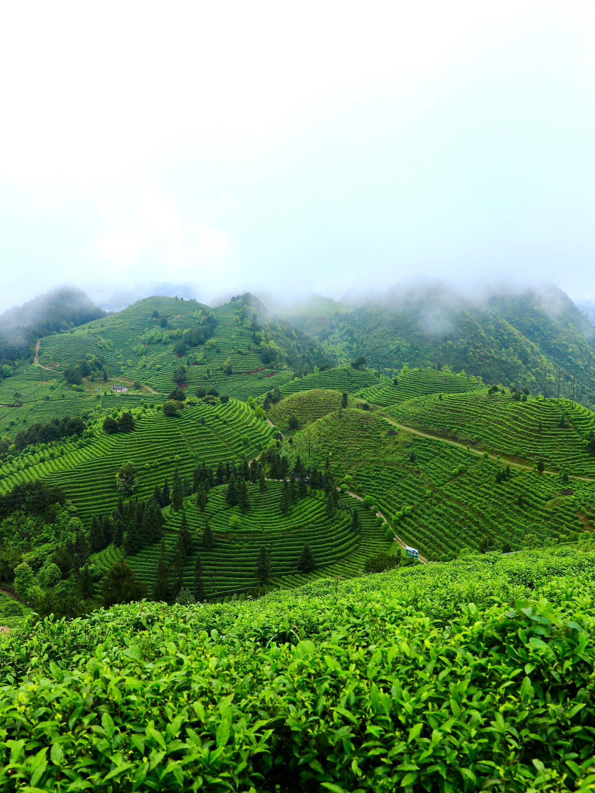 春日里的丹寨茶园研学之旅  一年之计在于春,不负春日好时光.
