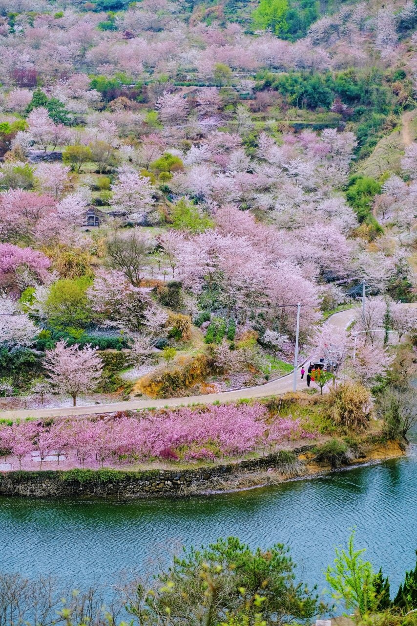 清江李花谷图片