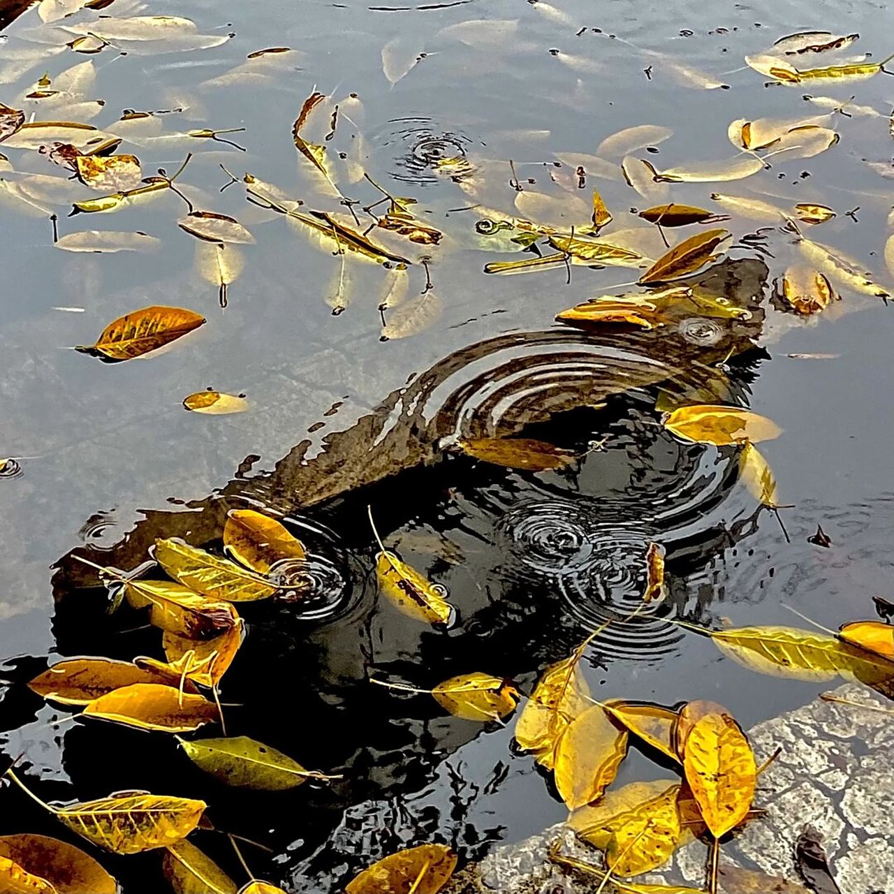 落叶和雨滴落下泛起的涟漪共奏这场雨  啊,雨天真的太好拍了!