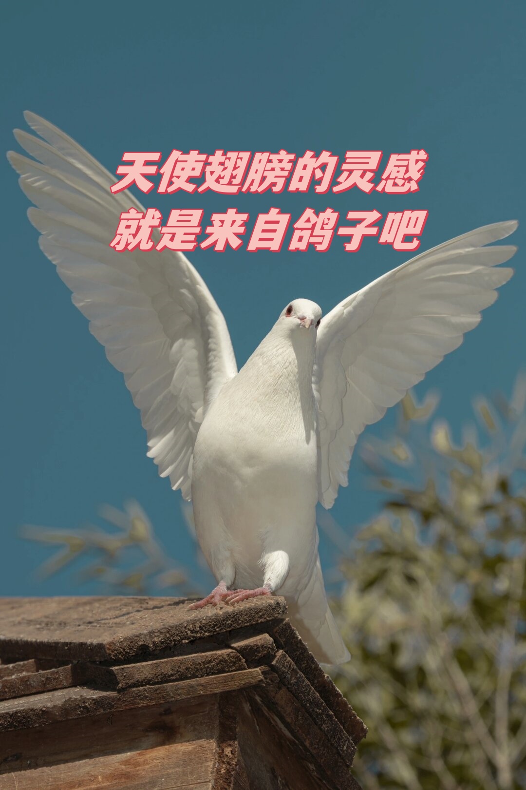 天使翅膀的灵感就是来自鸽子吧