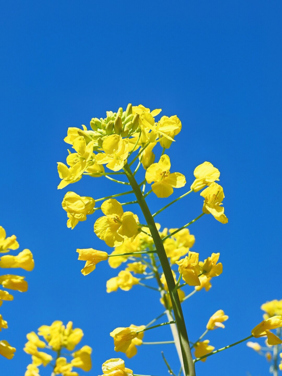 油菜花图片大全画面图片