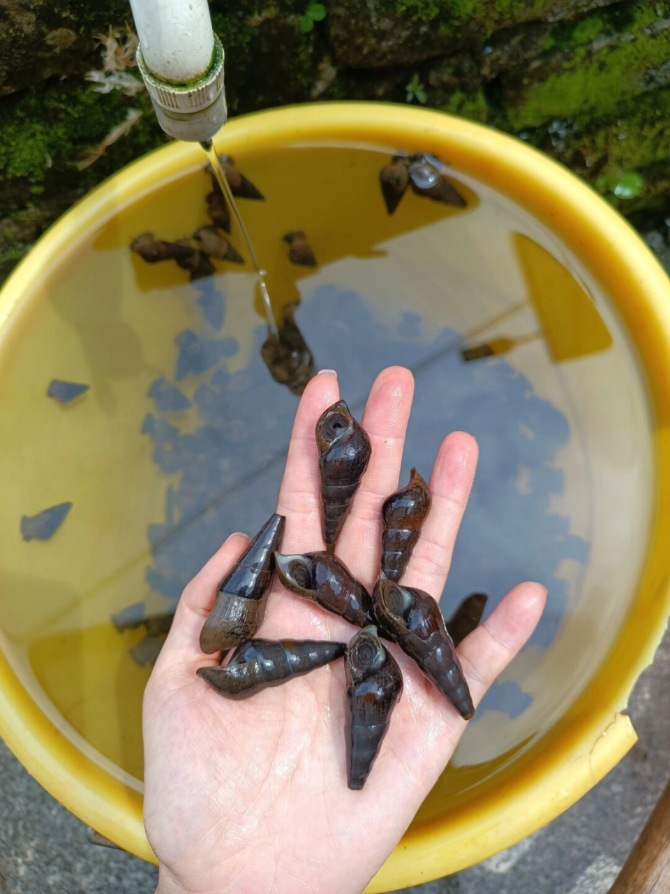 中秋节吃螺的寓意是什么  在这个团圆的节日里,螺的形状就像个圆圆的