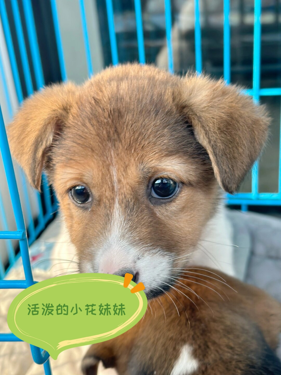 瞧瞧这只活力充沛的小狗崽,简直就是一个活脱脱的小