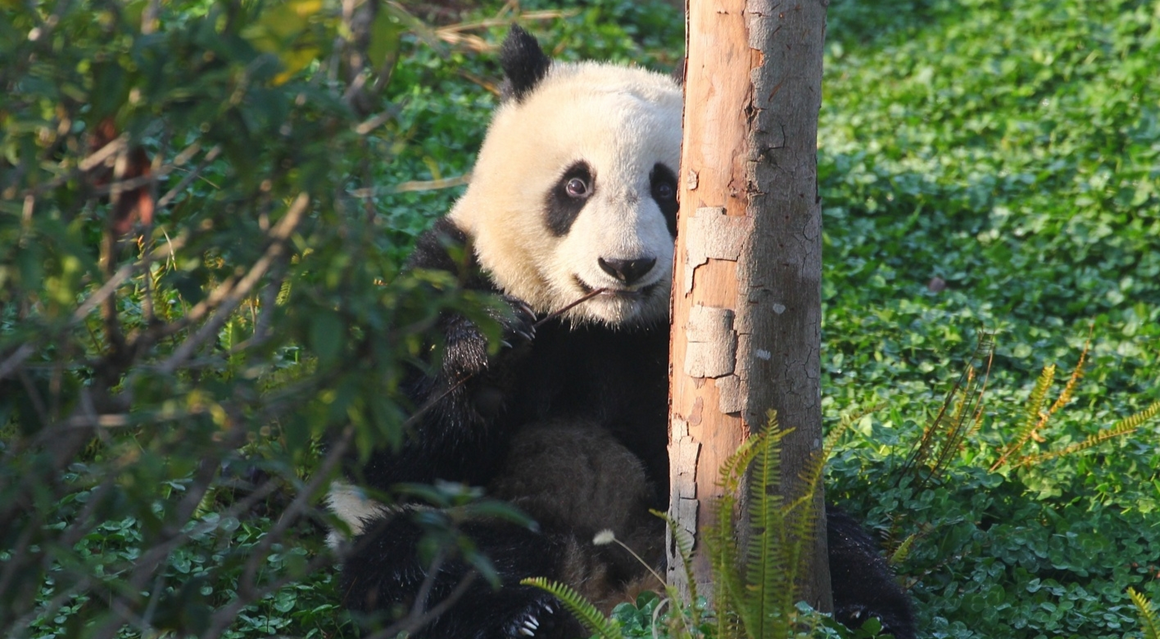 大熊猫家欣, 看起来憨憨的, 真可爱.