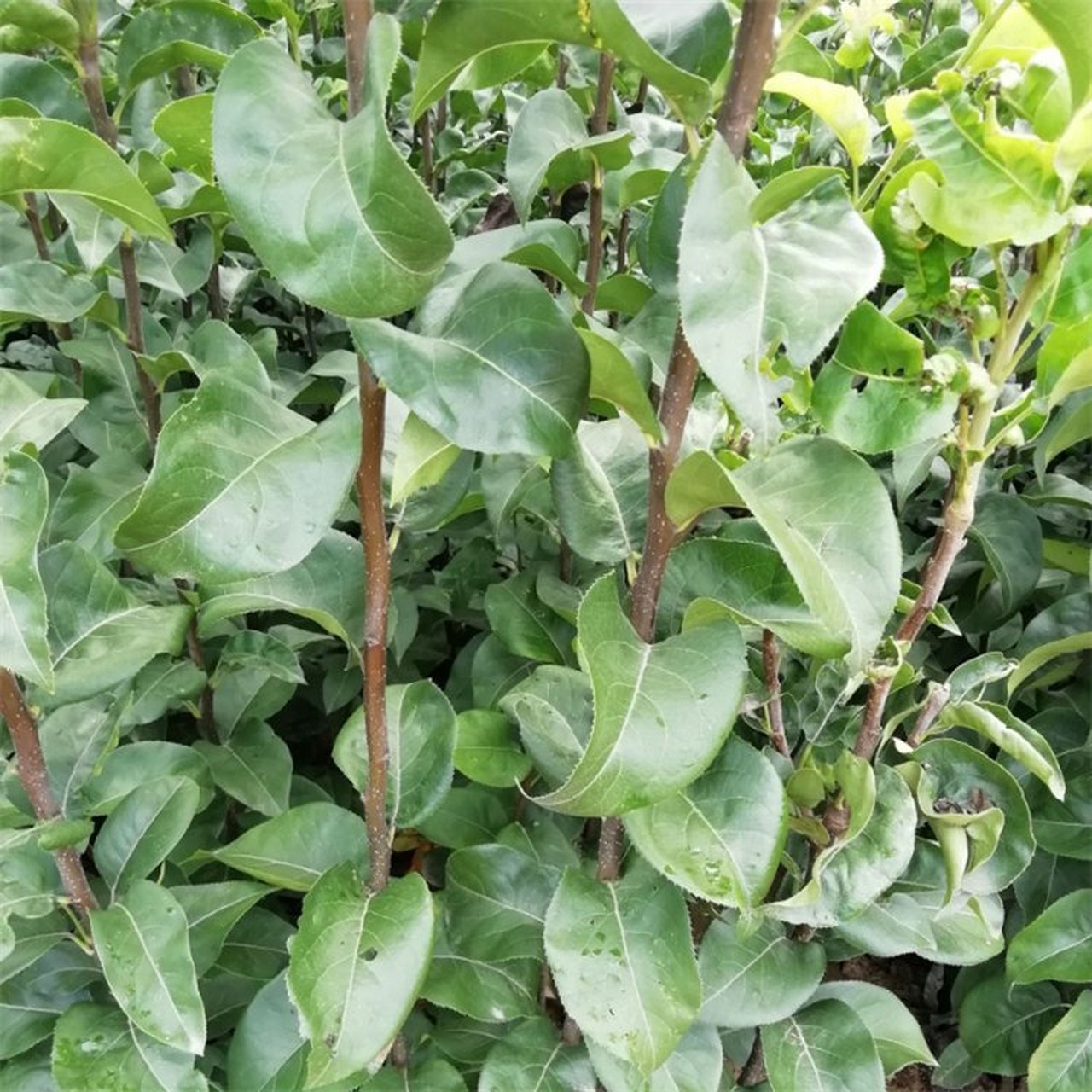 作为亚洲原产的明星品种之一, 黄宝石梨树果实大,耐贮藏的特性让它在