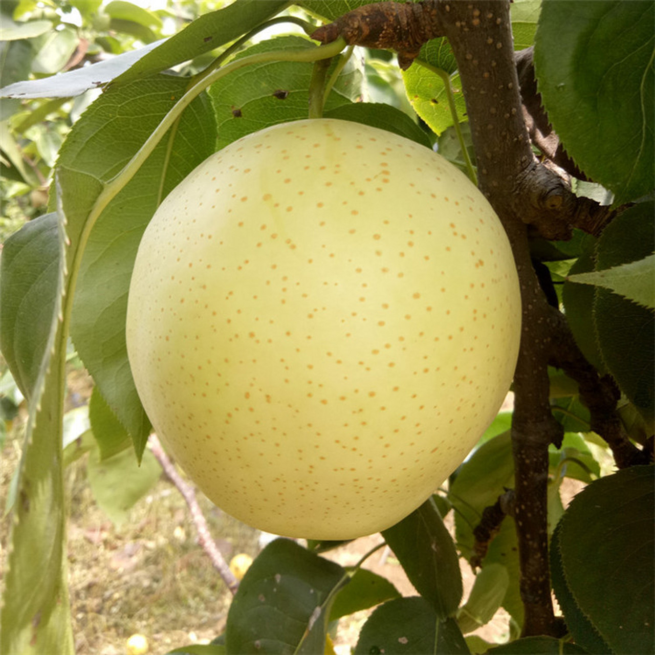 作为亚洲原产的明星品种之一, 黄宝石梨树果实大,耐贮藏的特性让它在