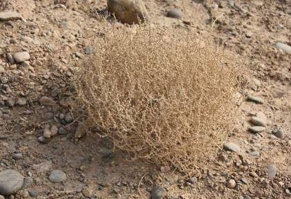 蓬灰是什么东西?