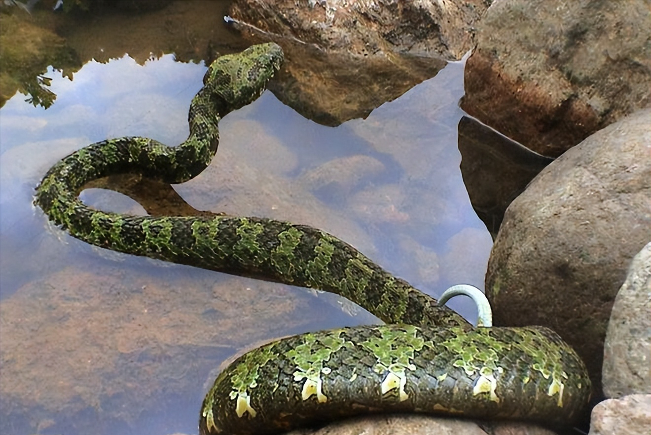 一条价值100万?中国特有毒蛇小青龙,为何总遭国外"惦记"?