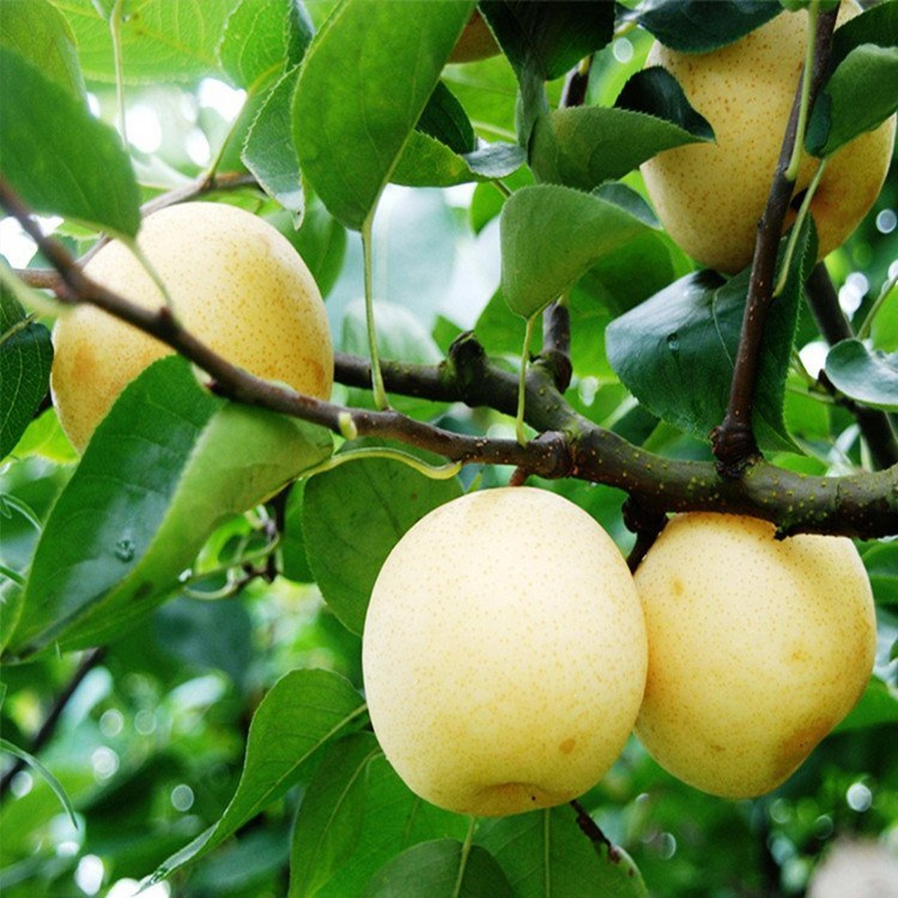 作为亚洲原产的明星品种之一, 黄宝石梨树果实大,耐贮藏的特性让它在