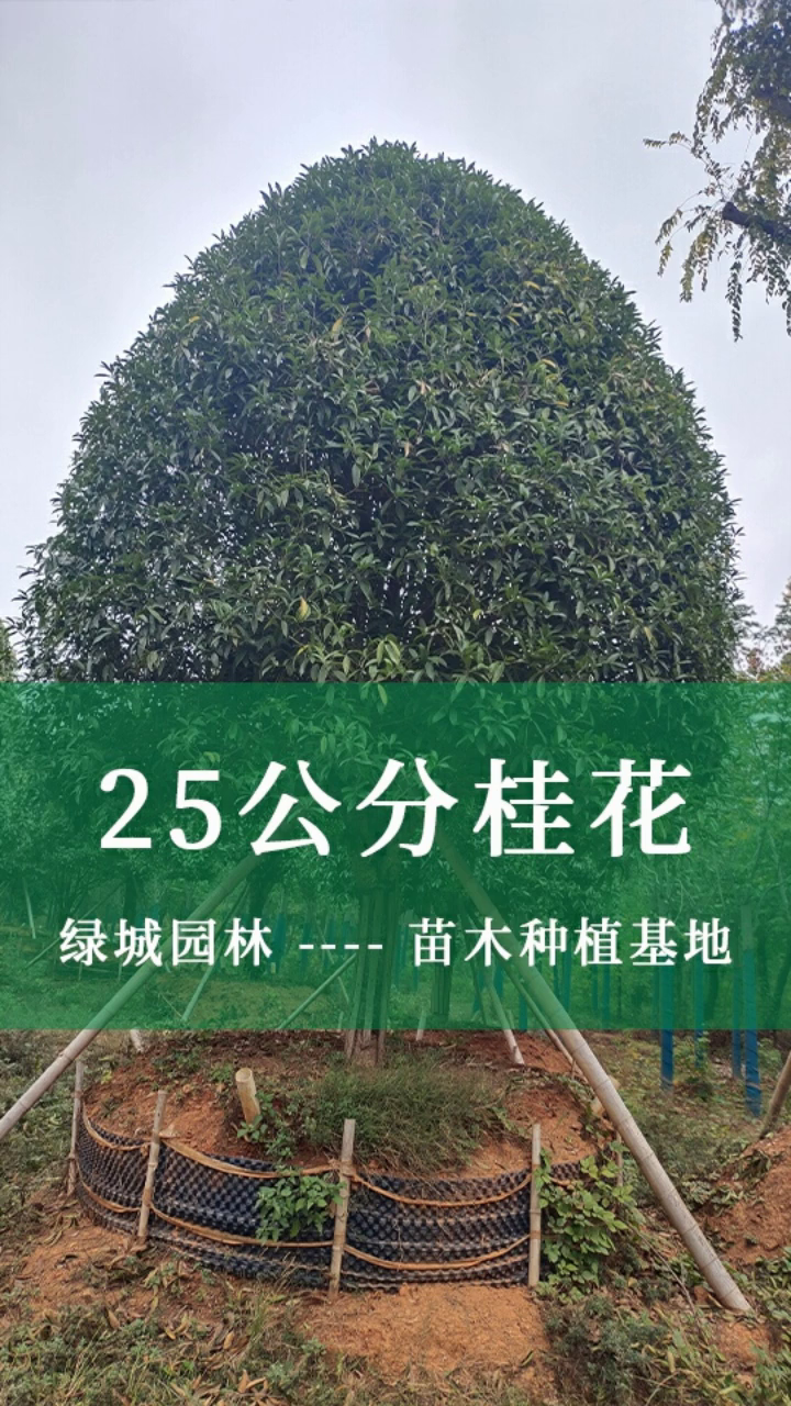 怀化25公分丛生桂花 13公分丛生桂花 23公分多杆桂花