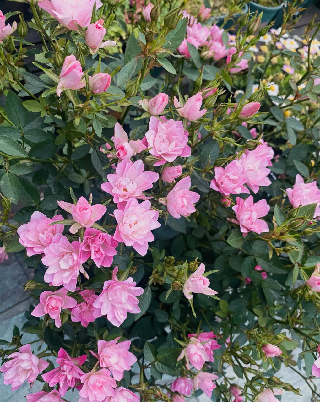 轻松开爆花的微型月季天荷繁星[小红花] 天荷繁星月季花型奇特,因花瓣