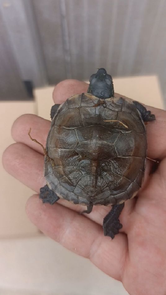 有领养一只高背畸形草龟元宝草龟请欣赏