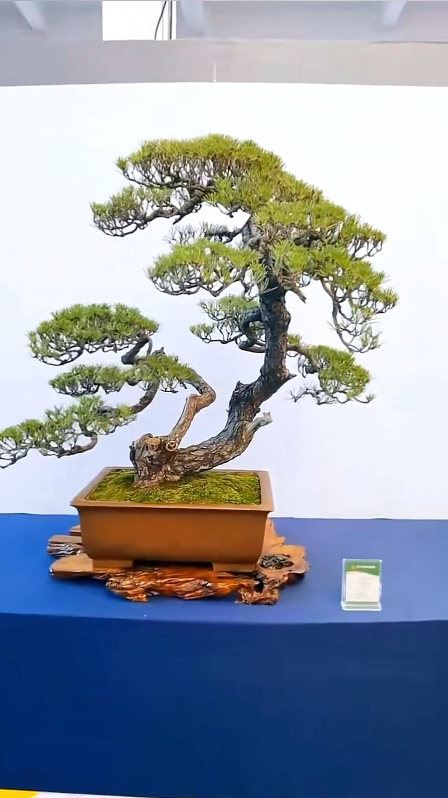 让人浮想联翩的双杆黑松