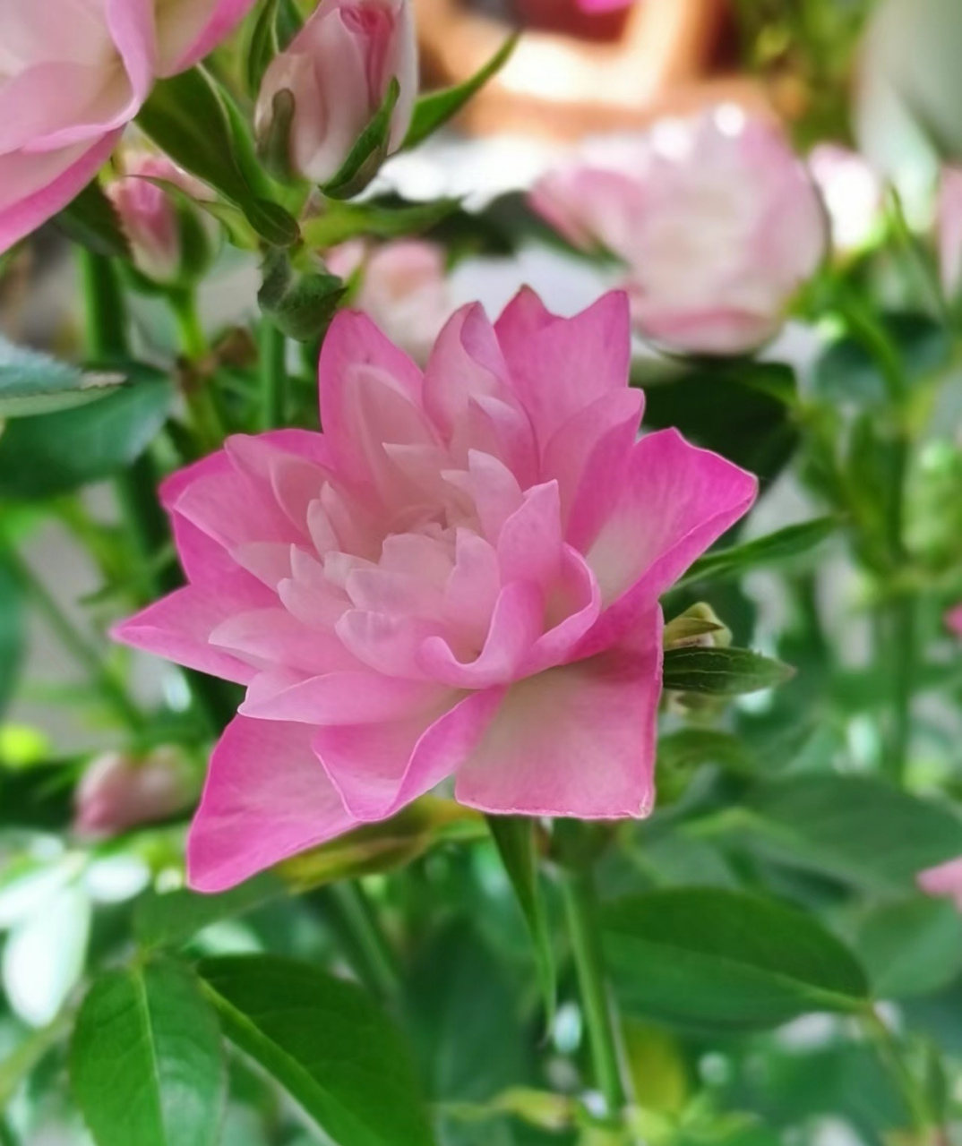 轻松开爆花的微型月季天荷繁星[小红花] 天荷繁星月季花型奇特,因花瓣