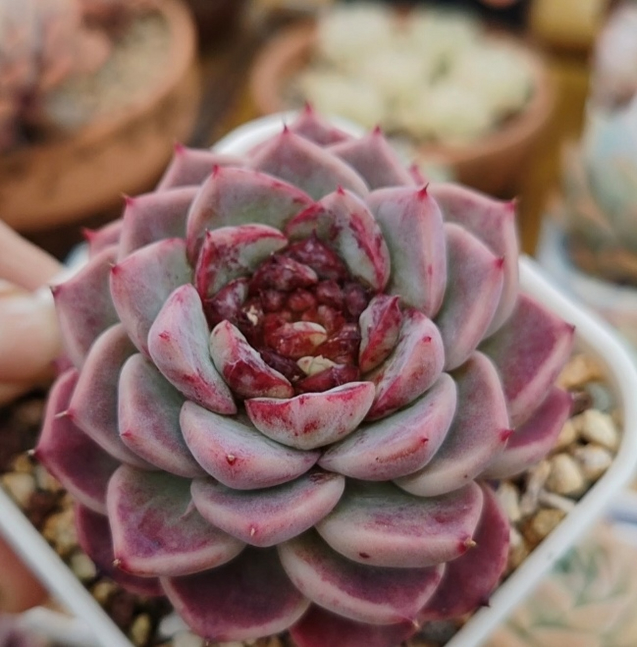 露养的糖心多肉天鹅绒,恩宠颜值高#百度秋冬打卡挑战赛