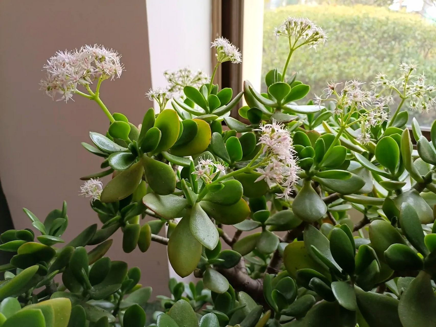 我们家的玉树养了20多年,非常惊喜春节前开花了,十分好看,现在花还开