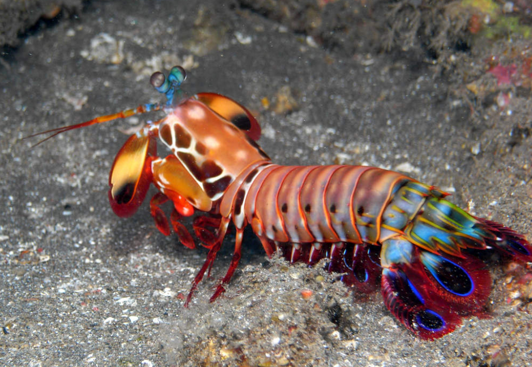 雀尾螳螂虾,全球瞩目的海洋生物!闪电般的攻击速度让人惊叹.