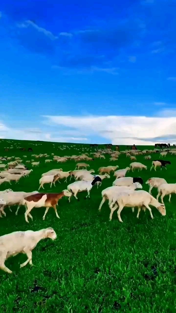 美丽的草原我的家乡