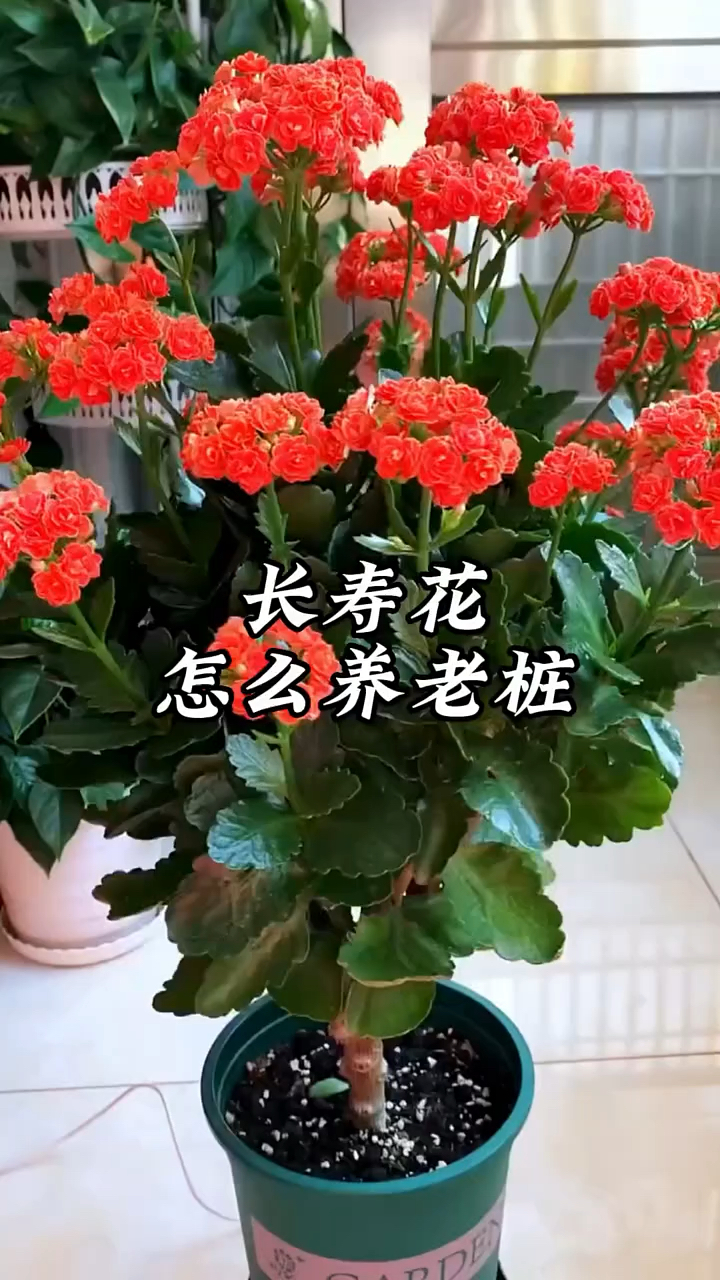 长寿花怎么养老桩