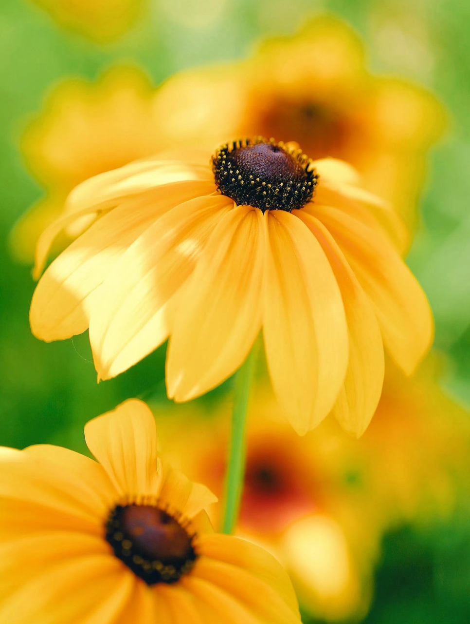 漂亮的小花花各式各样,开得正繁茂,大家都是到它们叫啥名字吗?