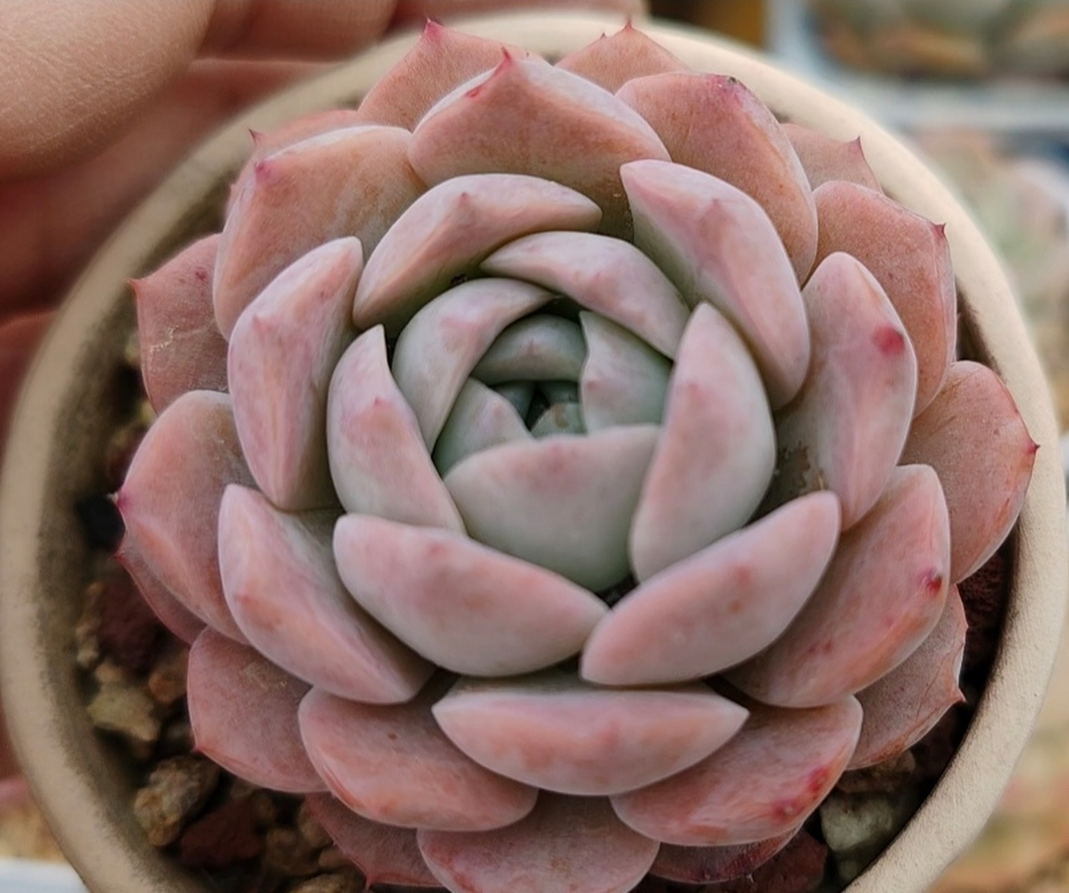 露养的糖心多肉天鹅绒,恩宠颜值高#百度秋冬打卡挑战赛