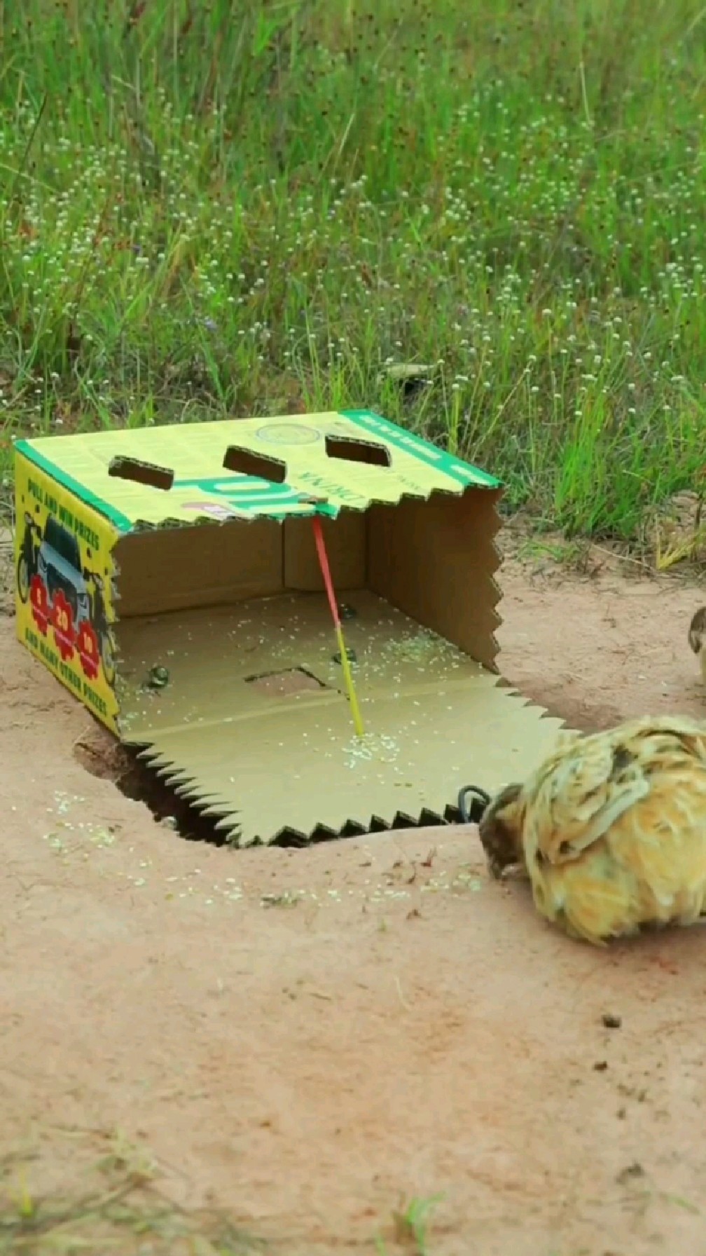 户外陷阱手工制作抓鸡抓鸟