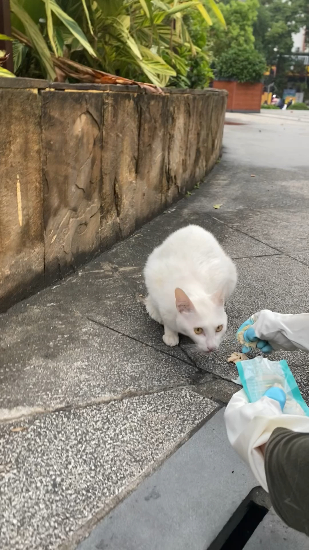 被人遗弃的流浪猫,好可怜,求好心人收养