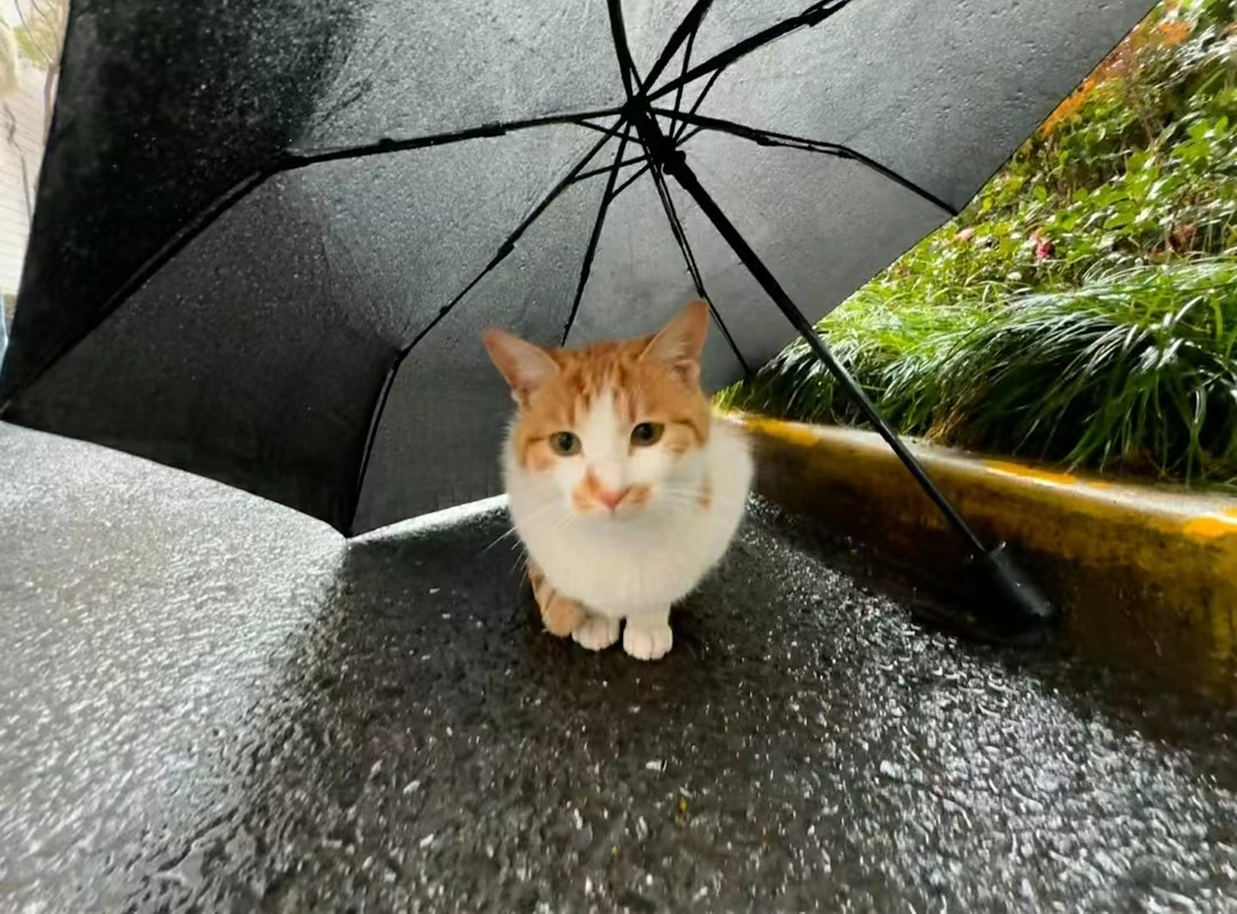 下雨了,给不会躲雨的猫咪学长送把伞,网友:小猫咪看起来好干净好萌好