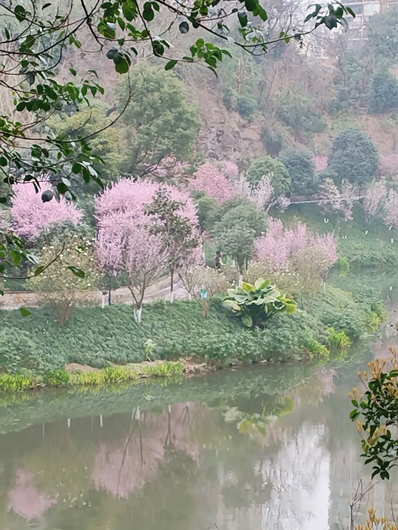 重庆樱花山公园图片