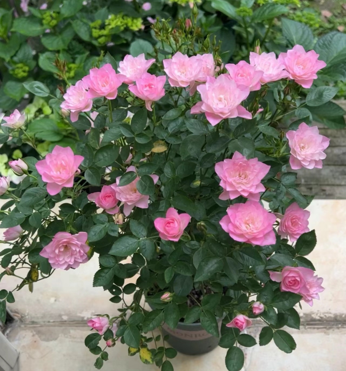 轻松开爆花的微型月季天荷繁星[小红花] 天荷繁星月季花型奇特,因花瓣