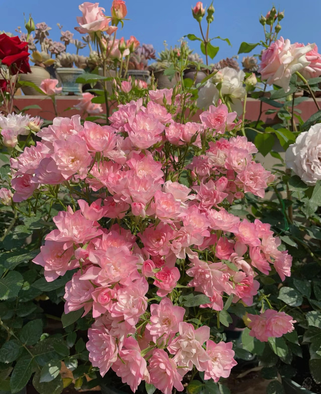 轻松开爆花的微型月季天荷繁星[小红花] 天荷繁星月季花型奇特,因花瓣