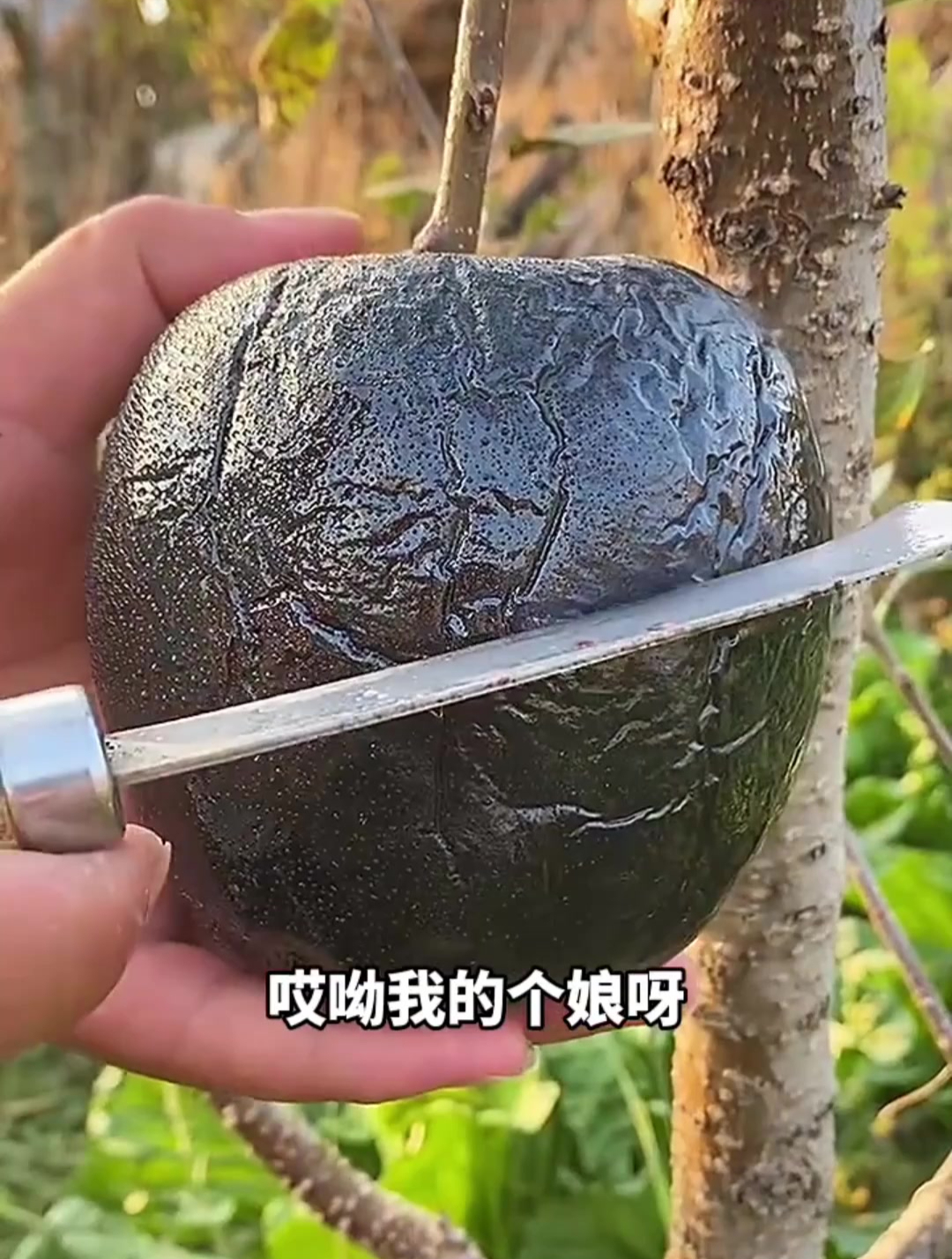 黑色的苹果,是被冻着了?