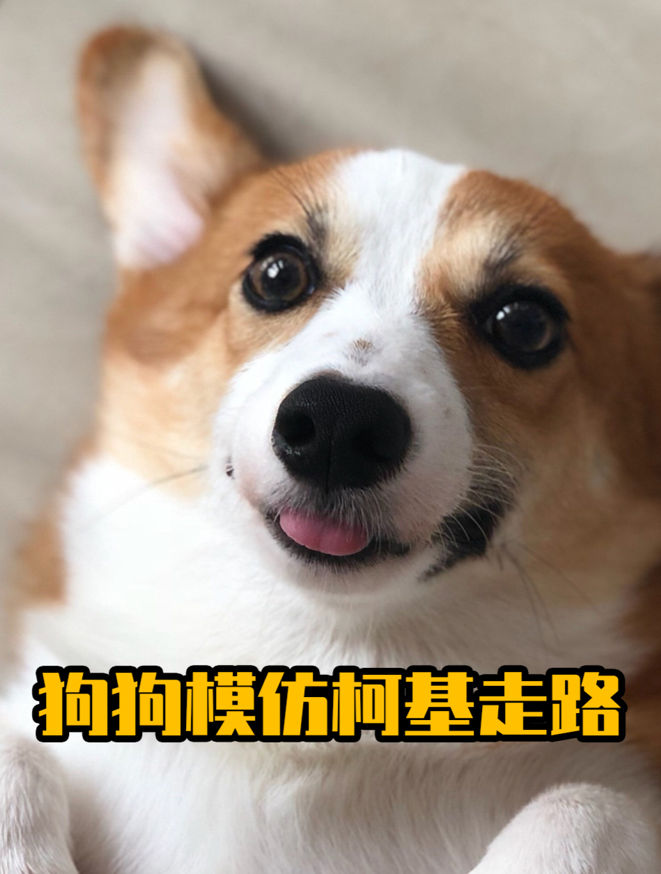 狗狗模仿柯基走路