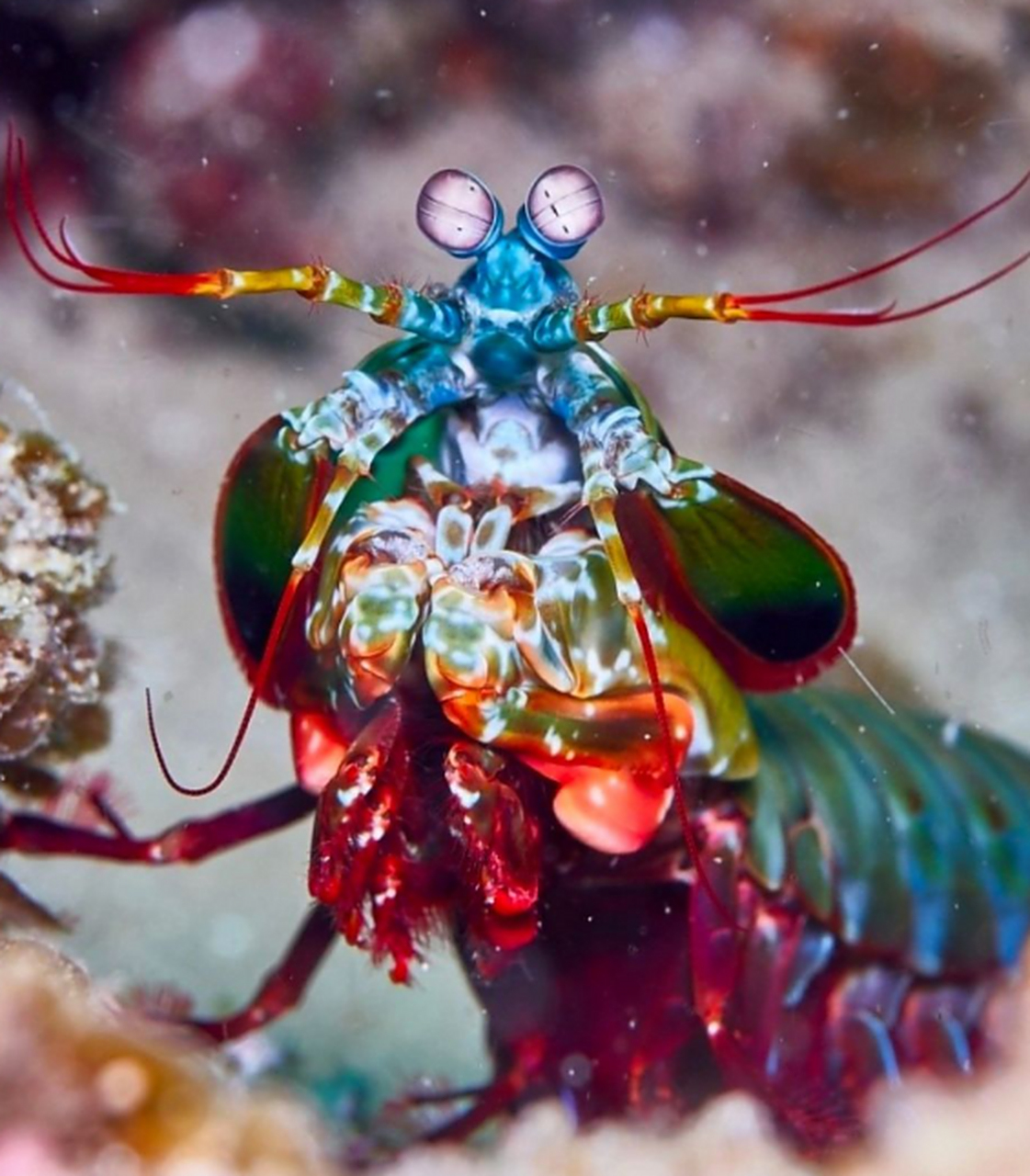 雀尾螳螂虾,全球瞩目的海洋生物!闪电般的攻击速度让人惊叹.