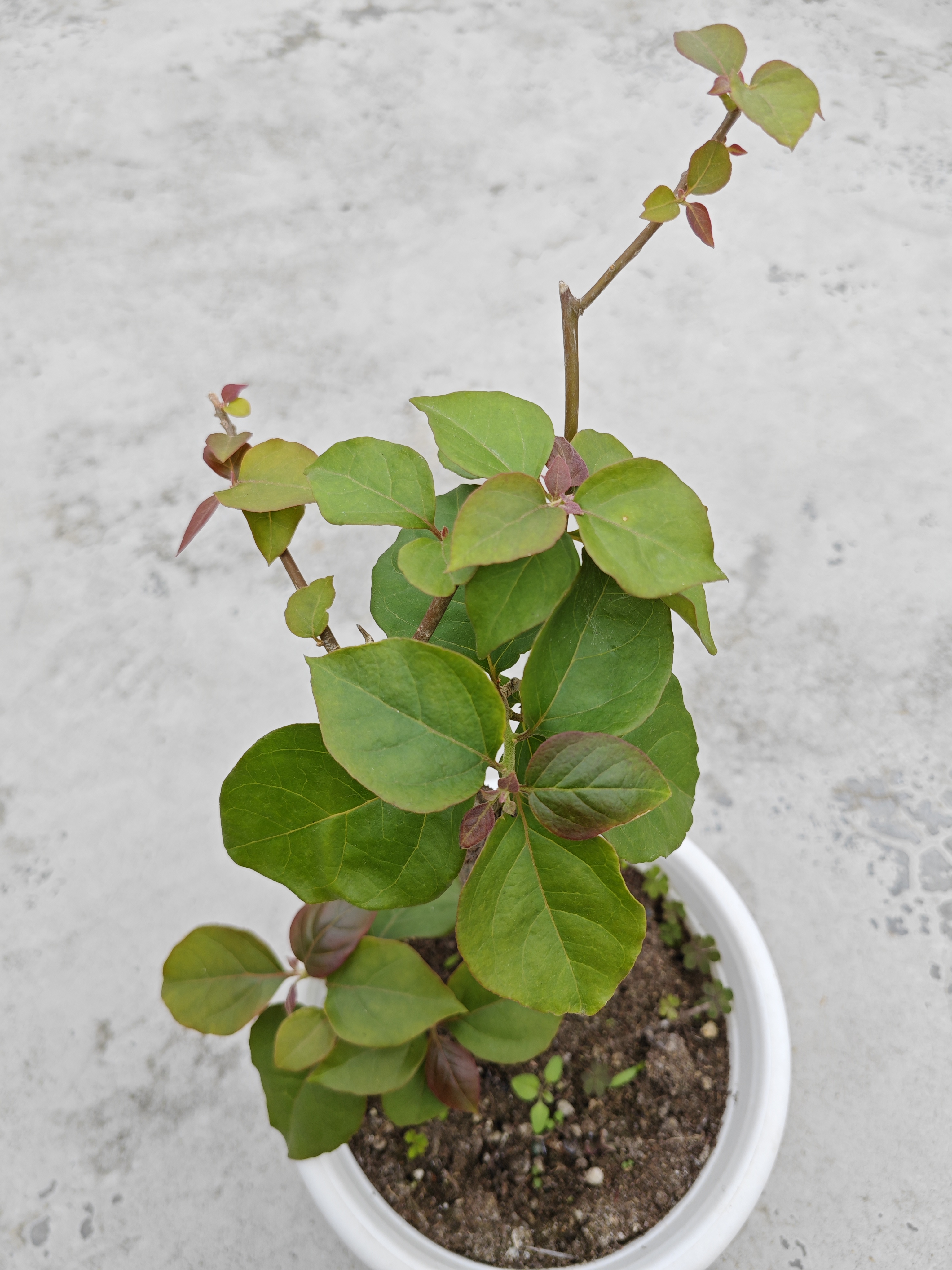 之前的袋苗老桩三角梅如今长出新的嫩芽嫩叶了,看枝头上的嫩叶是有点