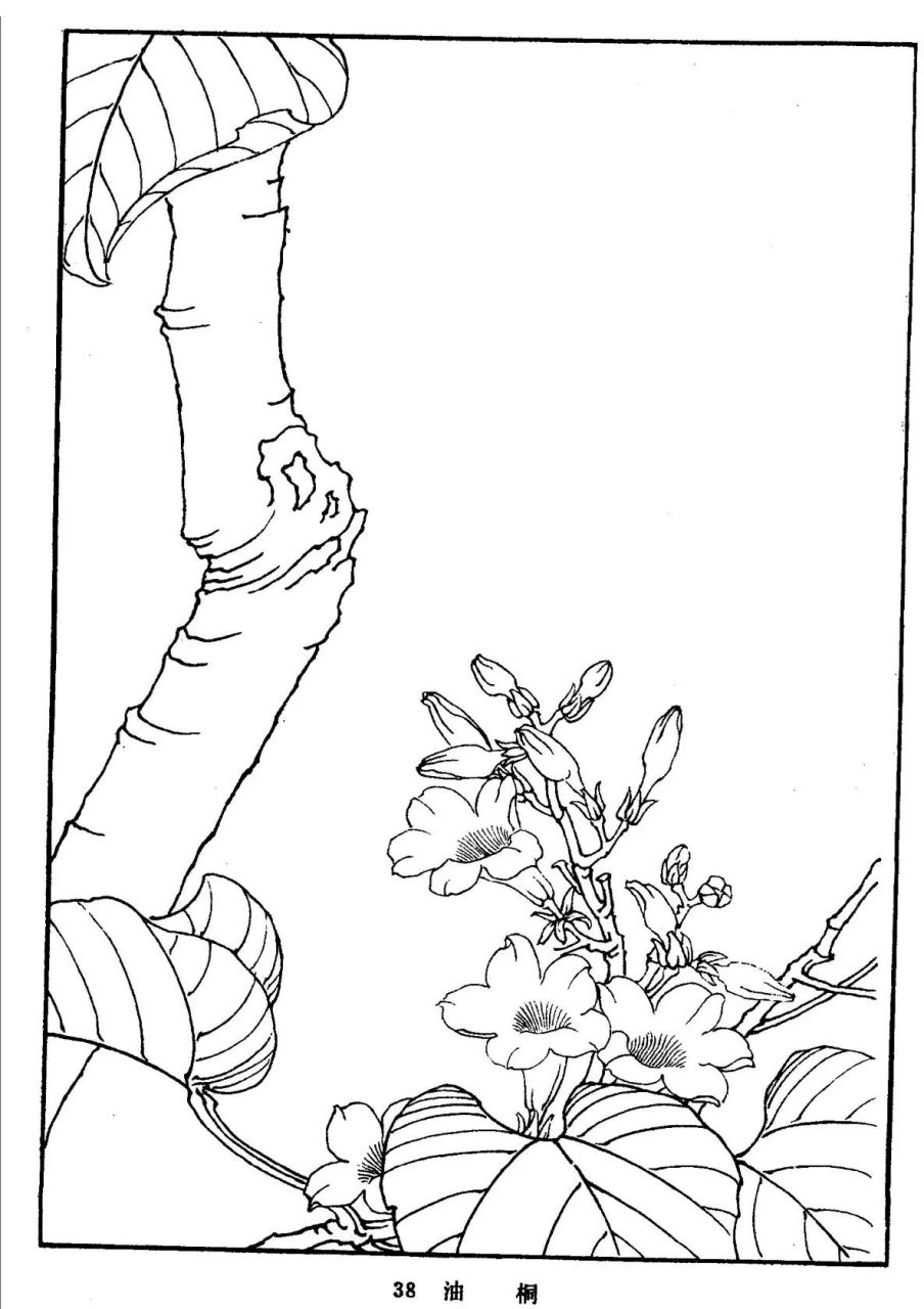 白描 | 花卉植物