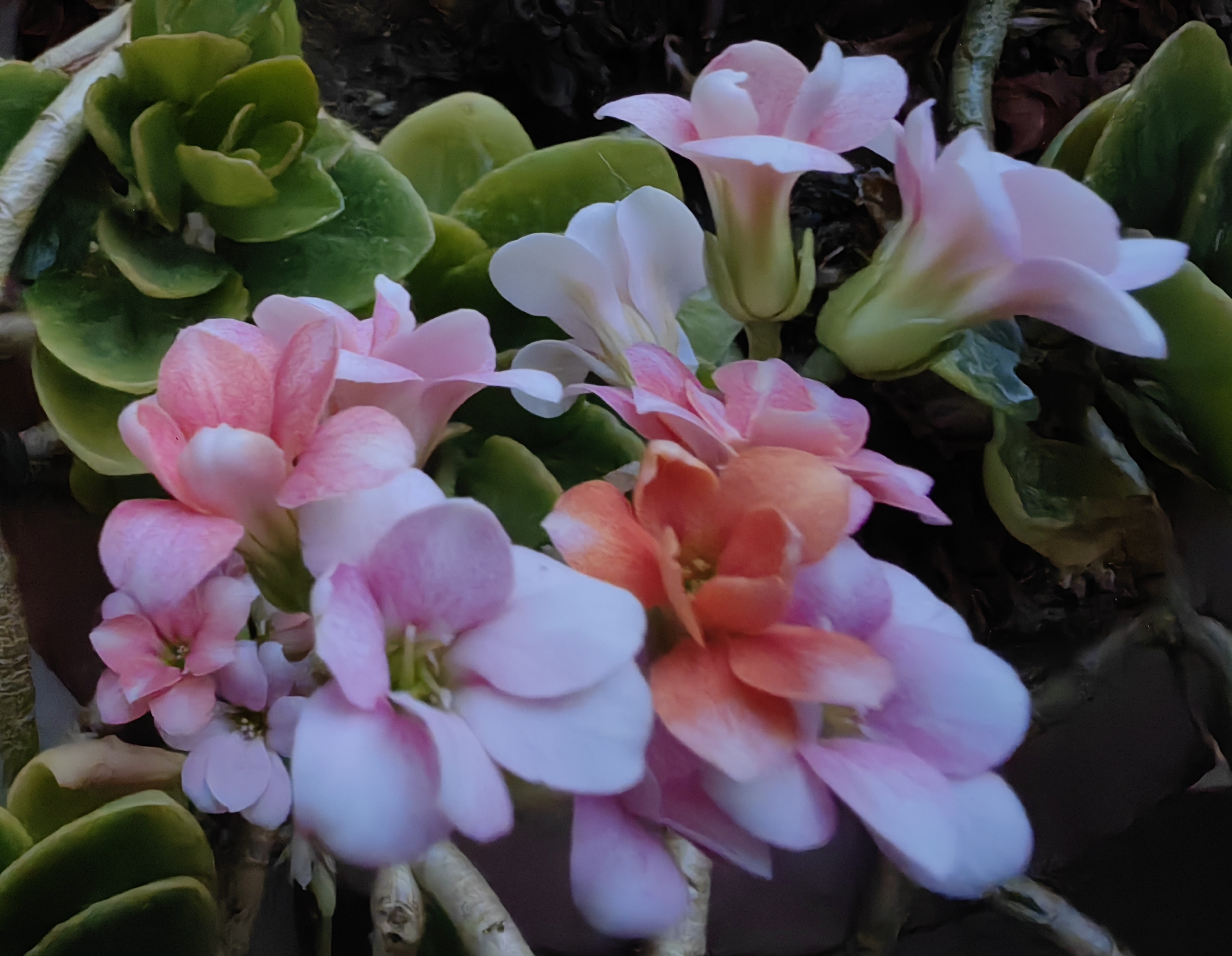 傍晚傍晚灯光下的长寿花