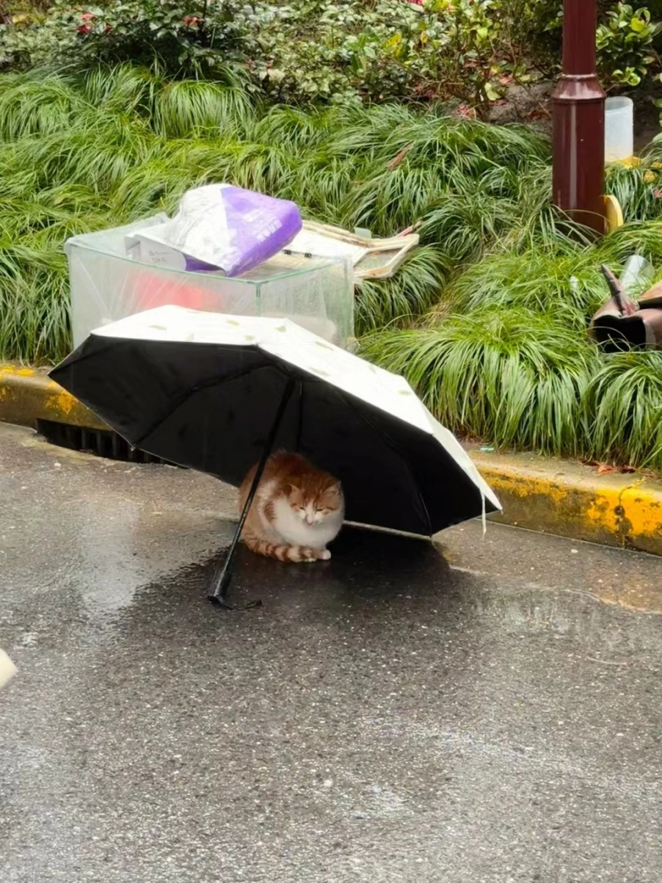 下雨了,给不会躲雨的猫咪学长送把伞,网友:小猫咪看起来好干净好萌好