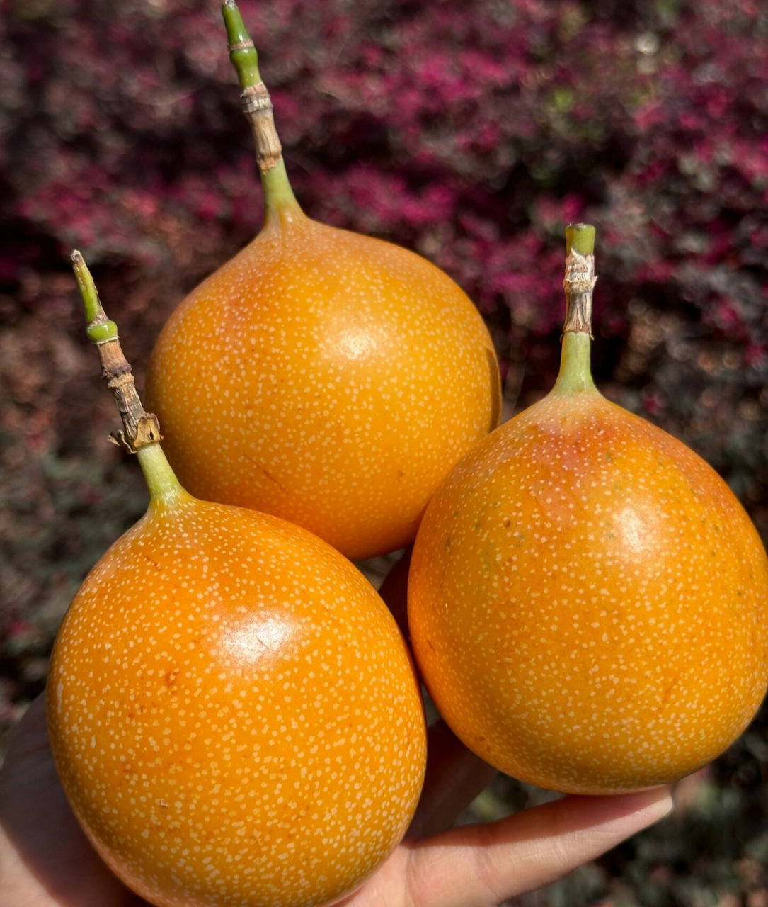 水果中的vc之王 堪称"vc之王"的香料水果 果肉纯甜无酸 果香味浓多汁