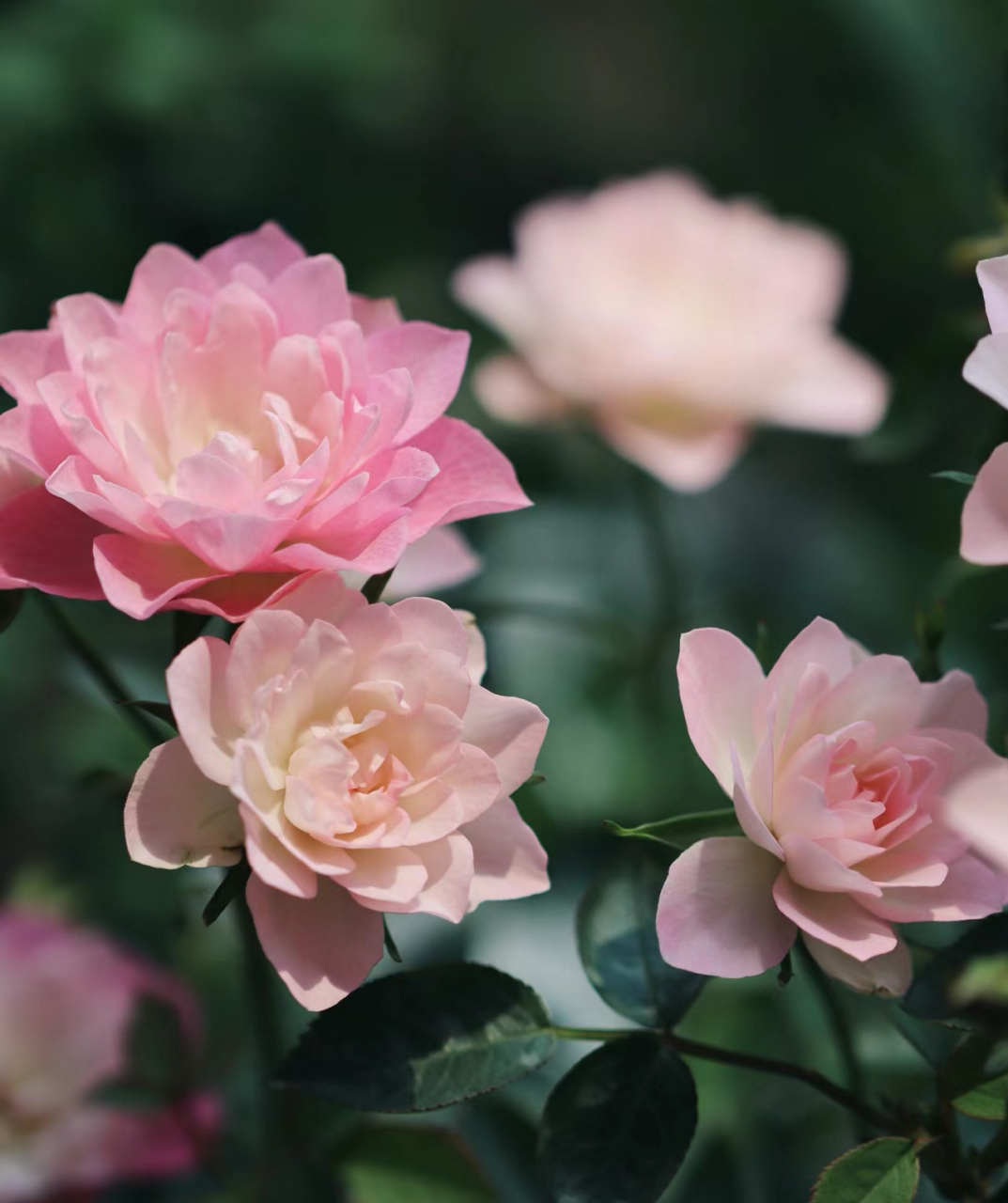 轻松开爆花的微型月季天荷繁星[小红花] 天荷繁星月季花型奇特,因花瓣