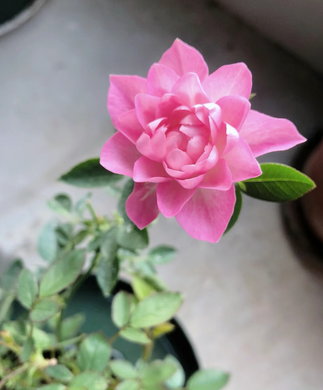 轻松开爆花的微型月季天荷繁星[小红花] 天荷繁星月季花型奇特,因花瓣