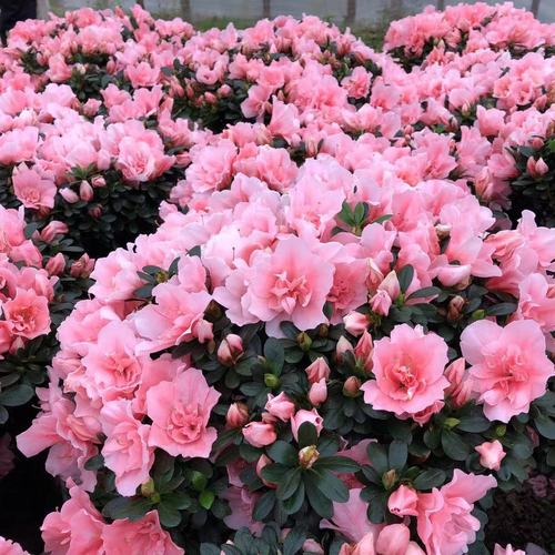 百合杜鹃花养殖指南:掌握关键技巧,花开不断